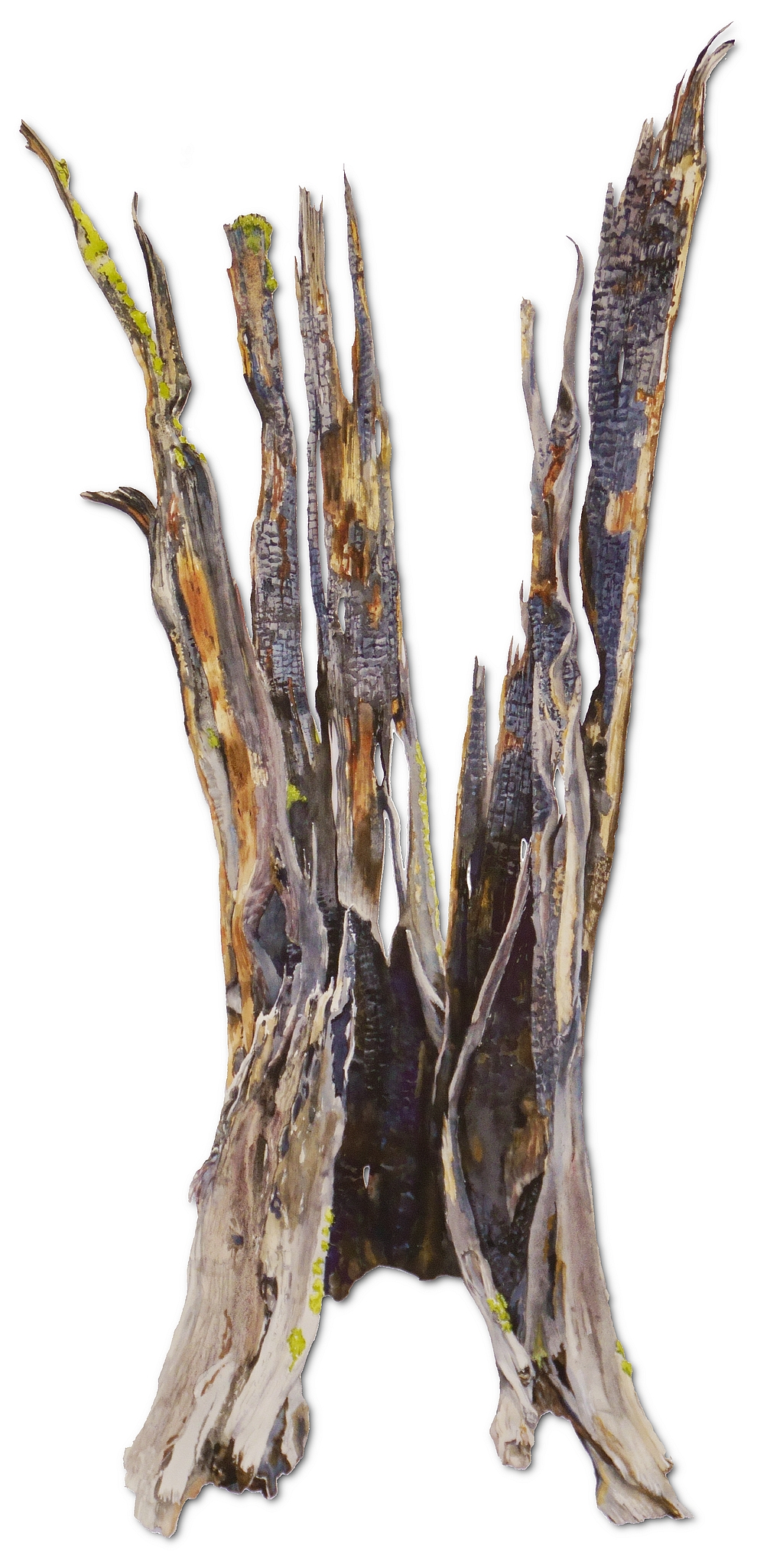 Photo of Suze Woolf painting of burned tree