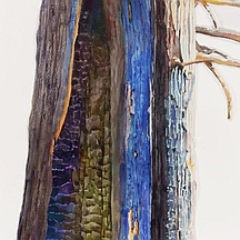 Portion of Suze Woolf burned tree portrait