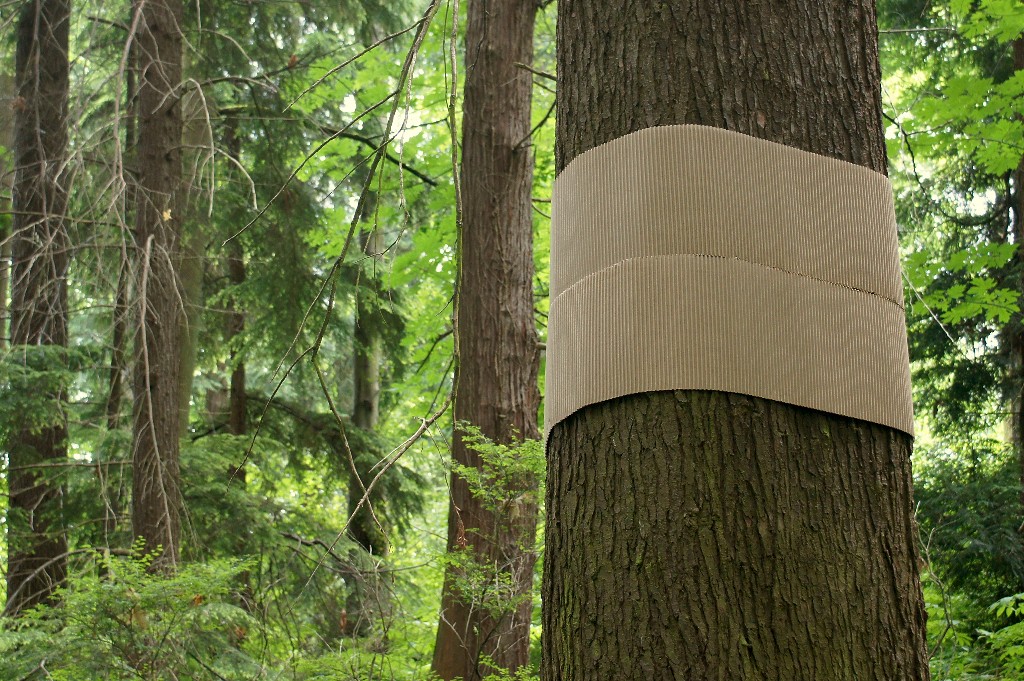 Corrugated cardboart installation, part of Tree Futures