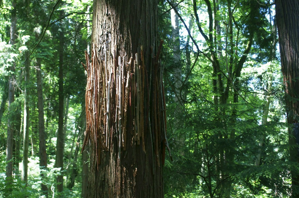 Invasive species portion of Tree Futures installation